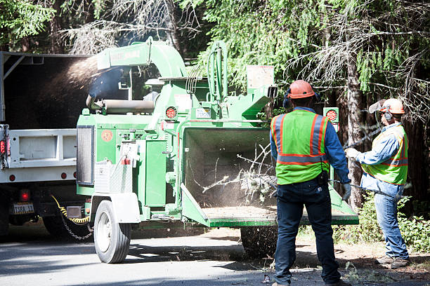 Best Storm Damage Tree Cleanup  in Hornell, NY